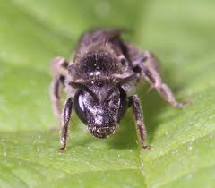 Attēlu rezultāti vaicājumam “Lycogala botrydium sessile”