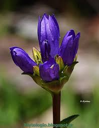 Image result for Campanula lingulata