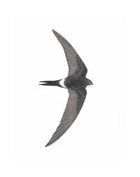 Image result for Apus pacificus