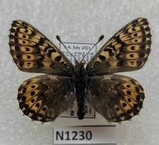 Attēlu rezultāti vaicājumam “Clossiana selene”