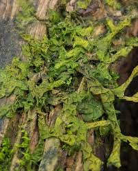 Attēlu rezultāti vaicājumam “Porella platyphylla”