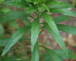 Attēlu rezultāti vaicājumam “Erigeron canadensis”