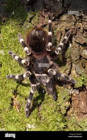 Znalezione obrazy dla zapytania geniculata