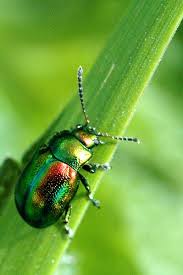 Attēlu rezultāti vaicājumam “Chrysolina fastuosa”