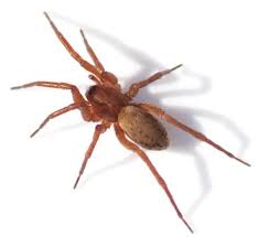 Attēlu rezultāti vaicājumam “Agroeca brunnea”