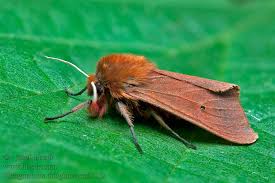 Attēlu rezultāti vaicājumam “Phragmatobia fuliginosa imago”