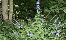 Image result for Campanula americana