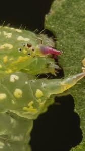 Attēlu rezultāti vaicājumam “Meloe sp. larva”