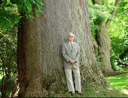 Attēlu rezultāti vaicājumam “Magnolia acuminata”