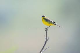 Attēlu rezultāti vaicājumam “Motacilla flava flava adult”