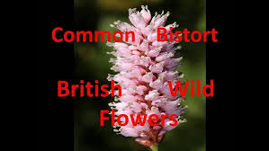 Attēlu rezultāti vaicājumam “Cirsium palustre flower”