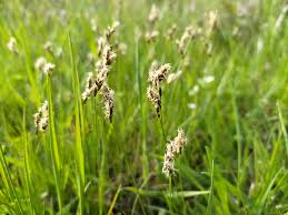 Attēlu rezultāti vaicājumam “Carex praecox”