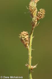 Attēlu rezultāti vaicājumam “Onobrychis arenaria fruit”
