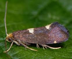 Attēlu rezultāti vaicājumam “Incurvaria oehlmanniella”