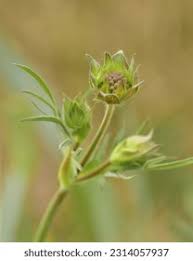 Attēlu rezultāti vaicājumam “Knautia arvensis bud”