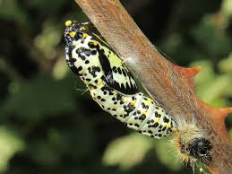 Attēlu rezultāti vaicājumam “Aporia crataegi pupa”