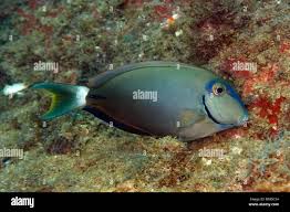 Image result for Acanthurus bahianus