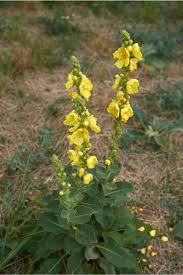 Image result for Nachtkerze