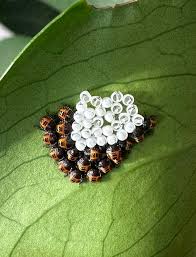 Attēlu rezultāti vaicājumam “Pentatomidae eggs”