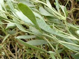 Attēlu rezultāti vaicājumam “Atriplex littoralis leaf”