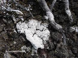 Attēlu rezultāti vaicājumam “Pertusaria amara”