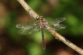 Attēlu rezultāti vaicājumam “Cordulia aenea”