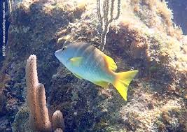 Image result for Lutjanus apodus