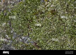 Attēlu rezultāti vaicājumam “Bryum weigelii macro”