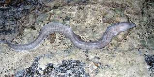 Image result for Conger conger