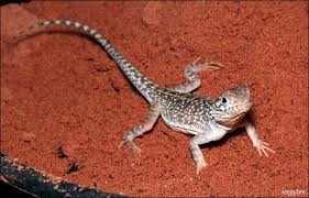 Image result for Central Weald Dragons