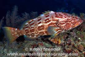 Image result for Mycteroperca bonaci