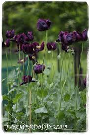 Image result for Papaver somniferum Black