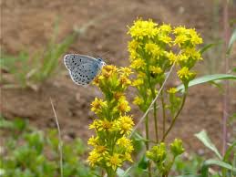 Attēlu rezultāti vaicājumam “Plebejus idas underside”