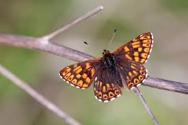 Attēlu rezultāti vaicājumam “Hamearis lucina upperside”