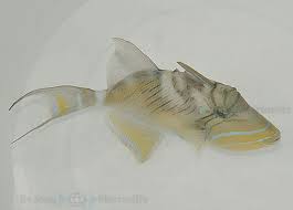 Image result for Balistes vetula