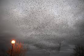 Image result for Clyde Valley Predators