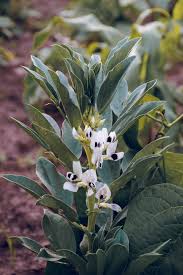 Attēlu rezultāti vaicājumam “Vicia faba flower”