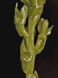 Attēlu rezultāti vaicājumam “Hammarbya paludosa leaf”