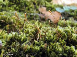 Attēlu rezultāti vaicājumam “Homalothecium sericeum”