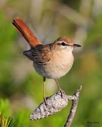 Image result for Cercotrichas galactotes