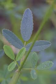 Attēlu rezultāti vaicājumam “Melilotus officinalis leaf”