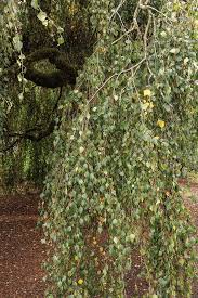 Attēlu rezultāti vaicājumam “Trichia alpina young”