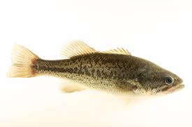 Image result for Micropterus salmoides
