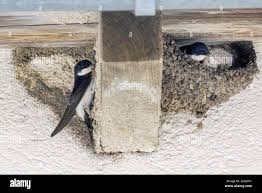 Attēlu rezultāti vaicājumam “Delichon urbicum nest”