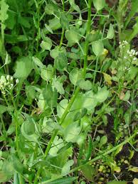 Attēlu rezultāti vaicājumam “Thlaspi arvense”