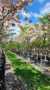 Attēlu rezultāti vaicājumam “Prunus (sakura)”