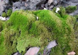 Attēlu rezultāti vaicājumam “Campylopus introflexus”