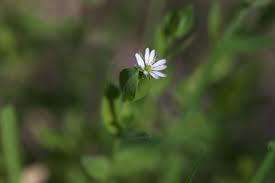 Attēlu rezultāti vaicājumam “Stellaria uliginosa”