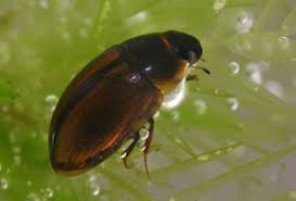 Attēlu rezultāti vaicājumam “Enochrus affinis”