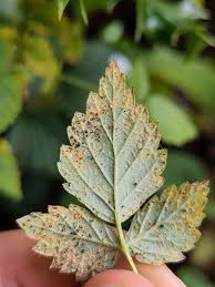 Attēlu rezultāti vaicājumam “Ochropsora ariae”